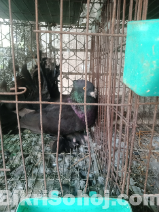 Black lokka male adult